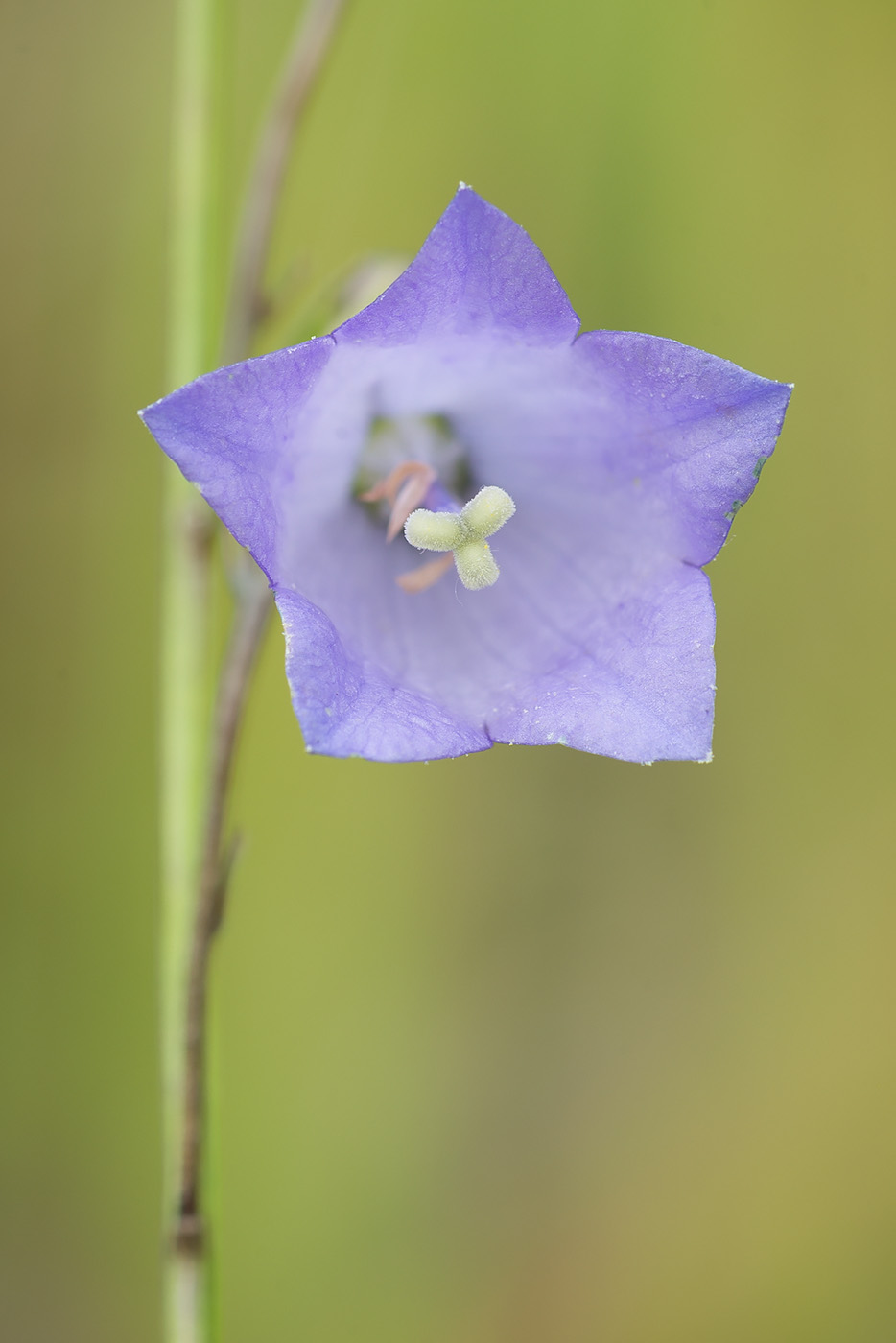 Image of Campanula rotundifolia specimen.