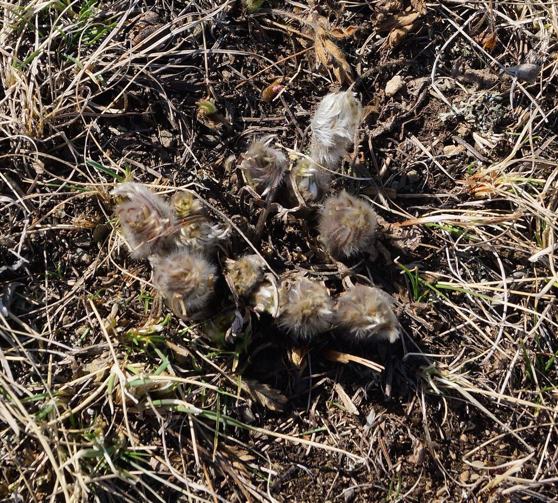 Image of Pulsatilla multifida specimen.