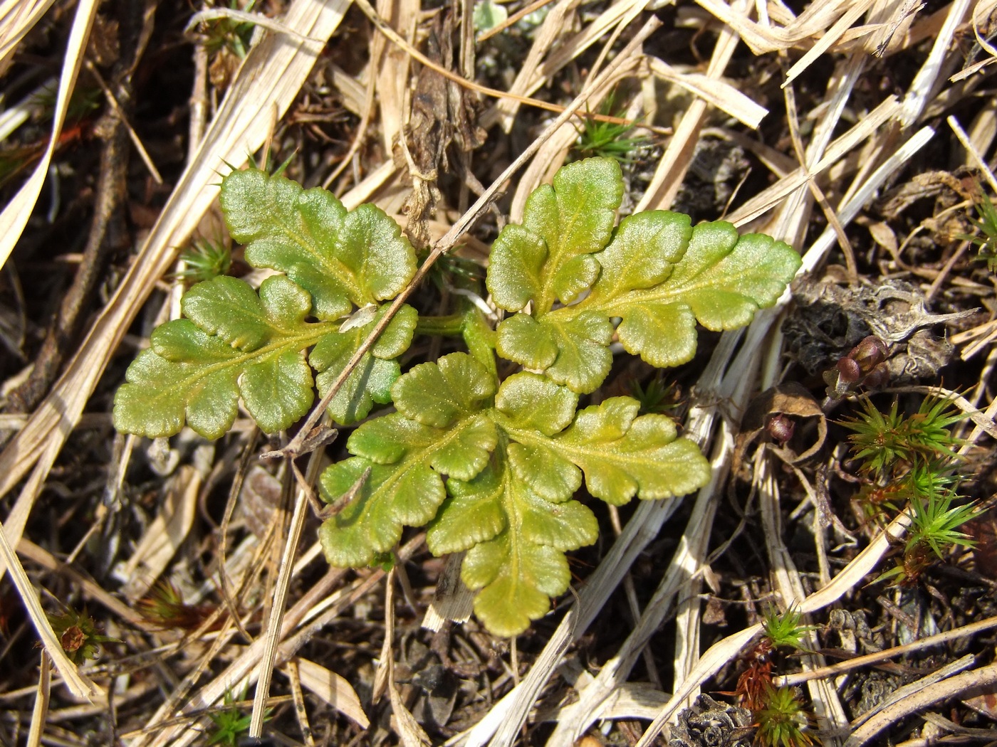 Изображение особи Botrychium multifidum.