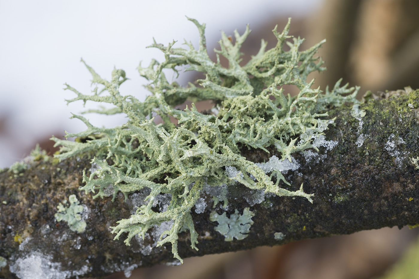 Image of Evernia mesomorpha specimen.