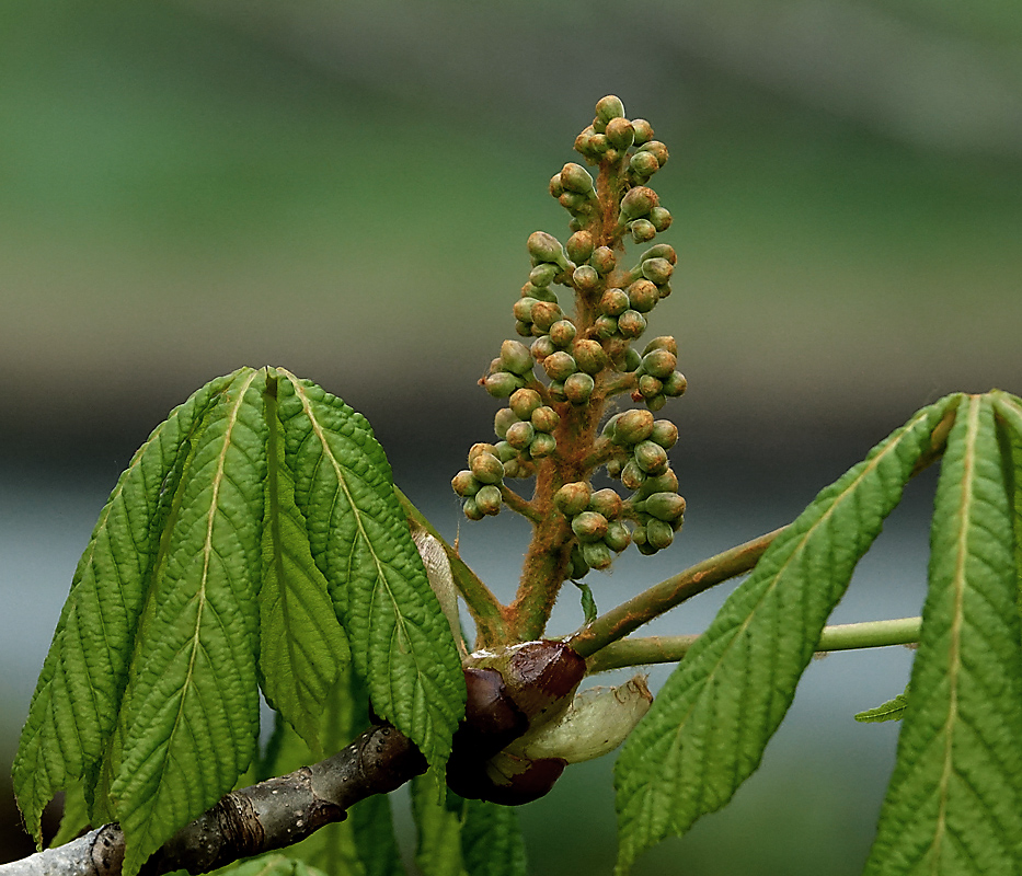 Изображение особи Aesculus hippocastanum.