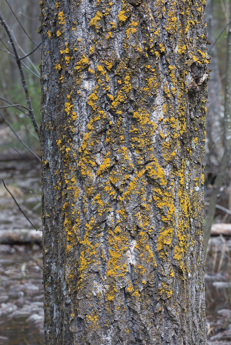 Изображение особи Oxneria ulophyllodes.