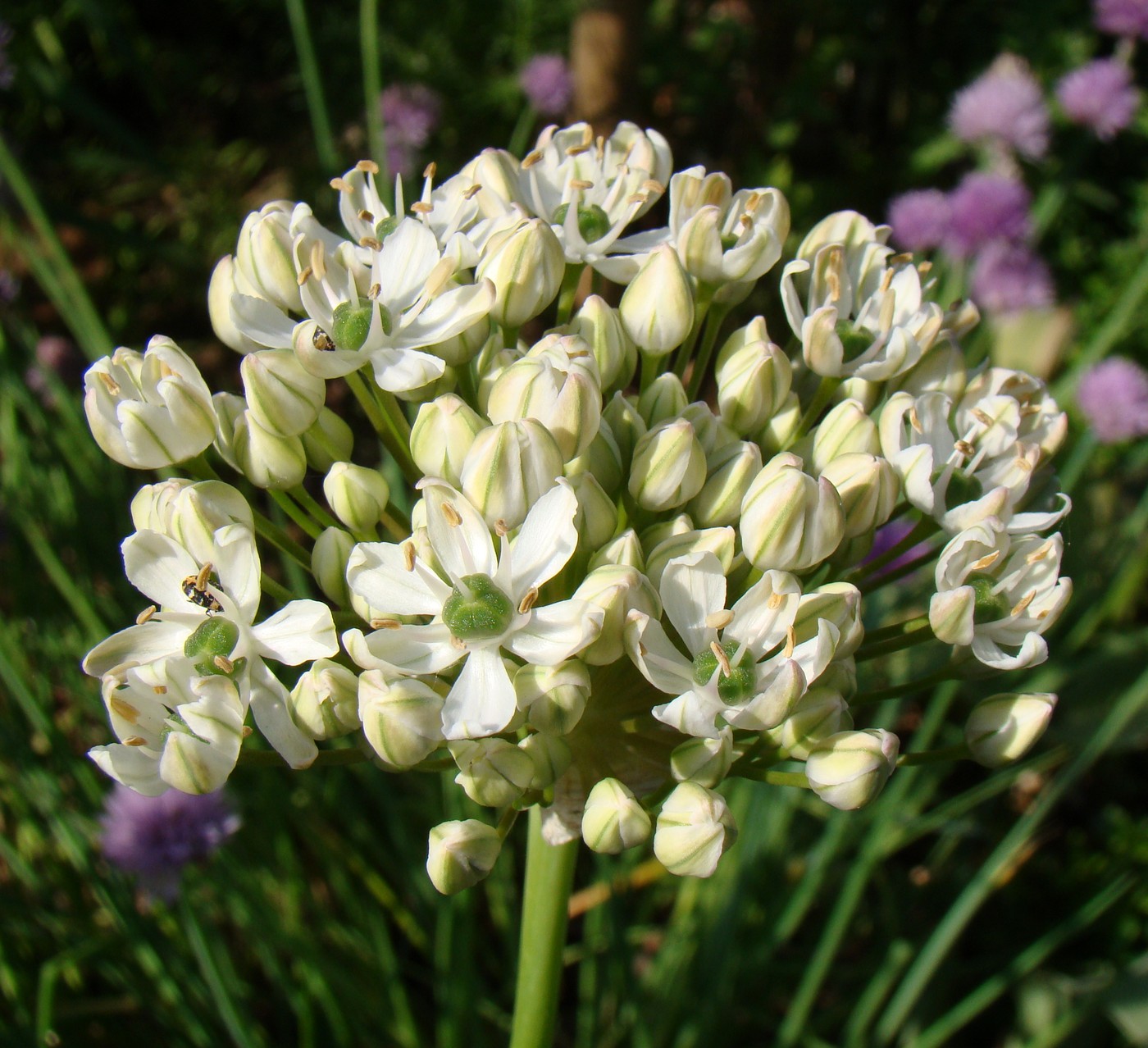 Изображение особи Allium nigrum.