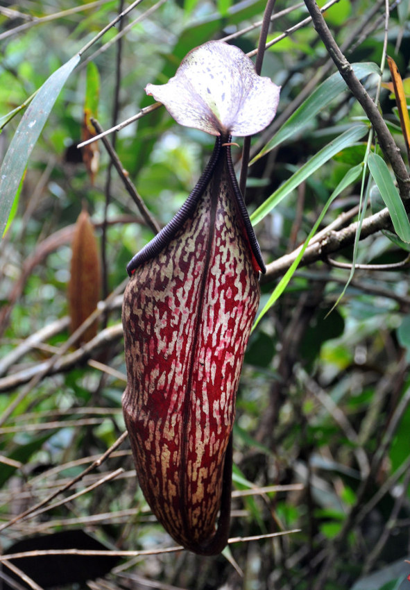 Изображение особи Nepenthes sanguinea.