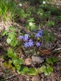 Hepatica nobilis. Цветущее и плодоносящее растение с перезимовавшими прошлогодними и молодыми листьями в сообществе с цветущей Anemone nemorosa. Псковская обл., Себежский р-н, окр. дер. Будкевщина (ок. 2 км к вост.), травяной сосново-берёзово-еловый лес с неморальными элементами. 06.05.2017.