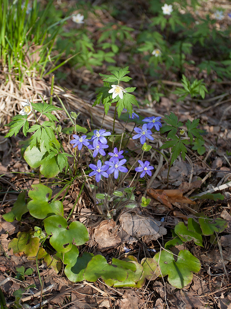 Изображение особи Hepatica nobilis.