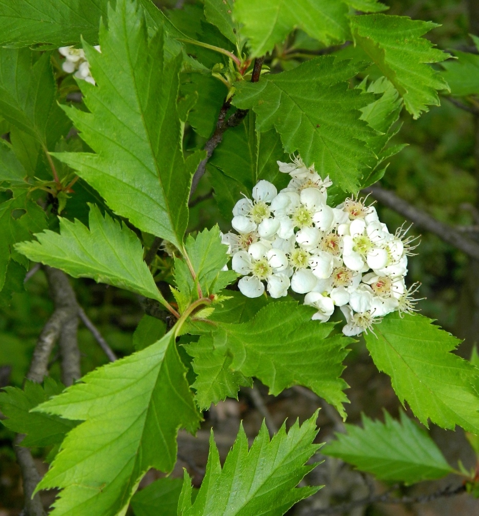 Изображение особи род Crataegus.