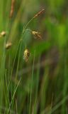 Carex limosa. Верхушка побега с соплодиями и отцветшим тычиночным колоском. Приморский край, о. Русский, осоковое болото. 12.06.2017.