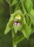 Epipactis euxina. Цветок. Краснодарский край, м/о город-курорт Геленджик, окр. хут. Джанхот, гора Святая Нина, горельник в сосновом лесу. 10 июня 2017 г.