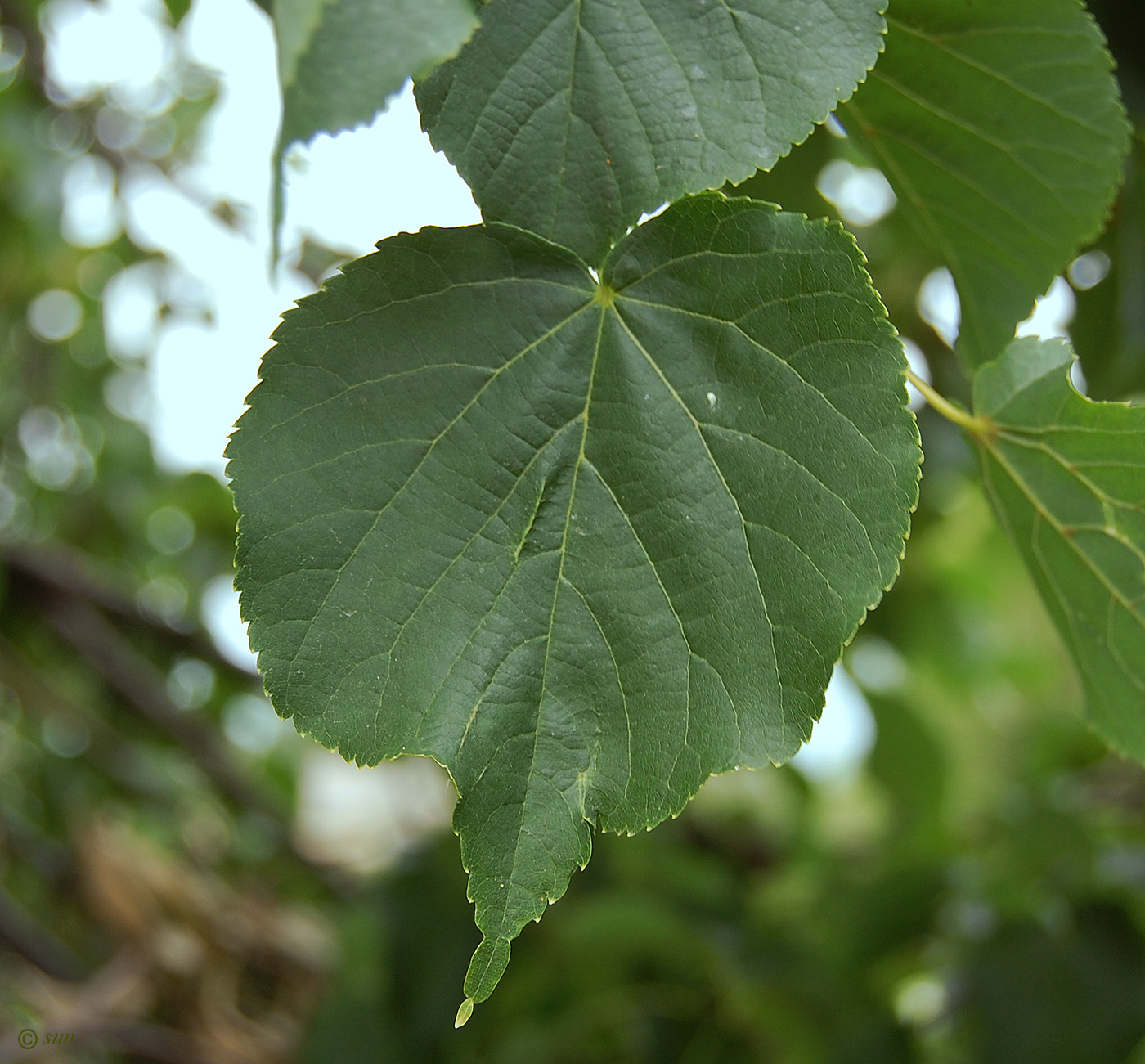 Image of Tilia amurensis specimen.