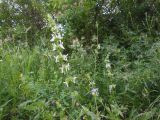 genus Stachys