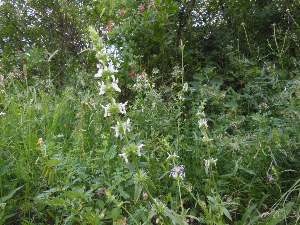 Изображение особи род Stachys.