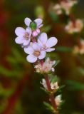 Rotala wallichii