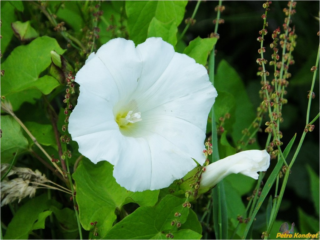 Изображение особи Calystegia sepium.