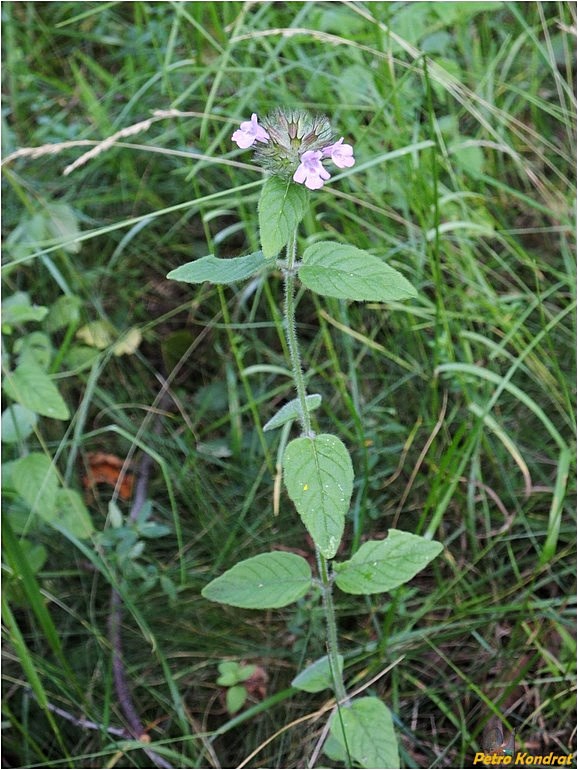 Изображение особи Clinopodium vulgare.