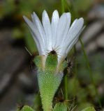 Image of taxon representative. Author is Татьяна Мальчинская