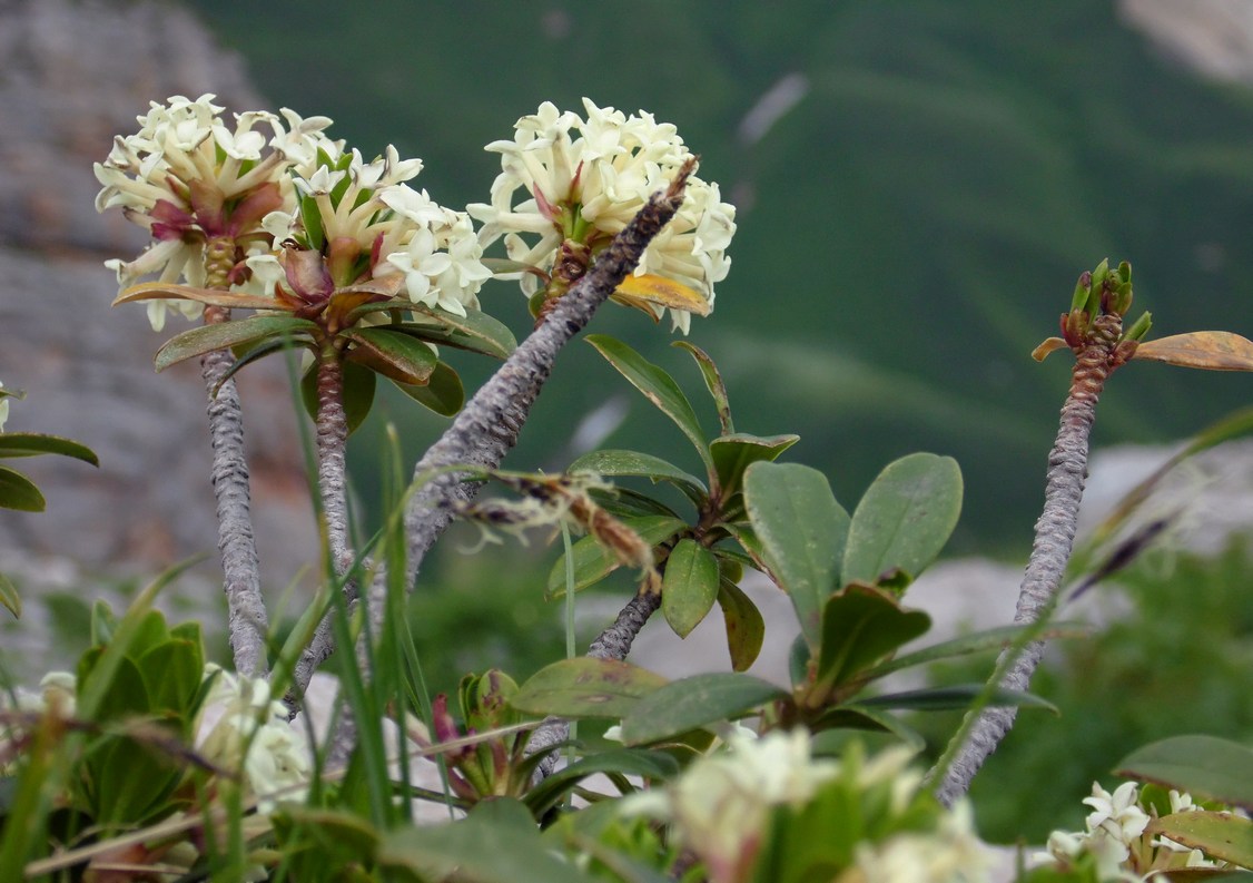Image of Daphne glomerata specimen.