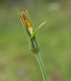 Tragopogon pratensis. Отцветшее соцветие. Пермский край, г. Пермь, Кировский р-н, недалеко ж.-д. платформы Промучасток, луг. 27 августа 2017 г.