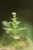 Hylotelephium ruprechtii