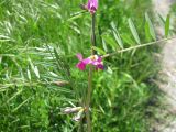 Vicia angustifolia
