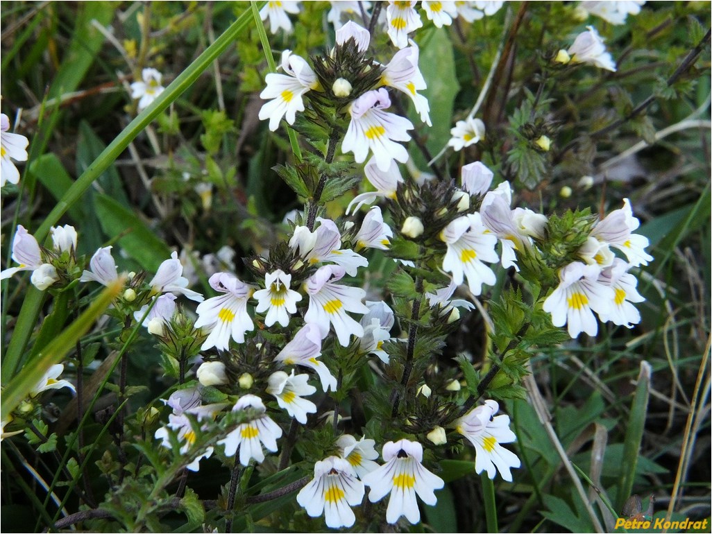 Изображение особи Euphrasia rostkoviana.