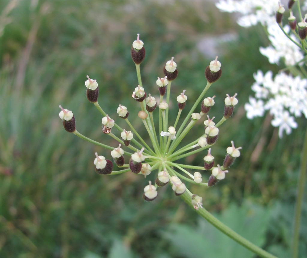 Изображение особи Heracleum freynianum.