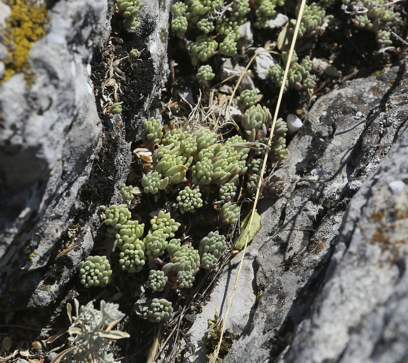 Изображение особи род Sedum.