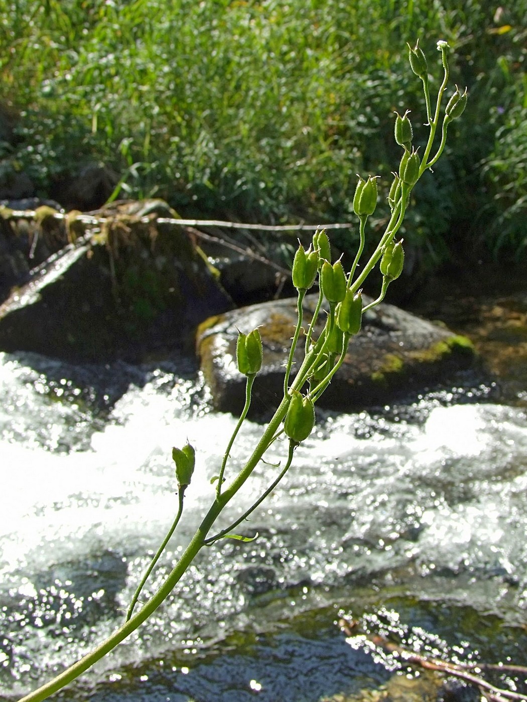 Image of Aconitum ajanense specimen.