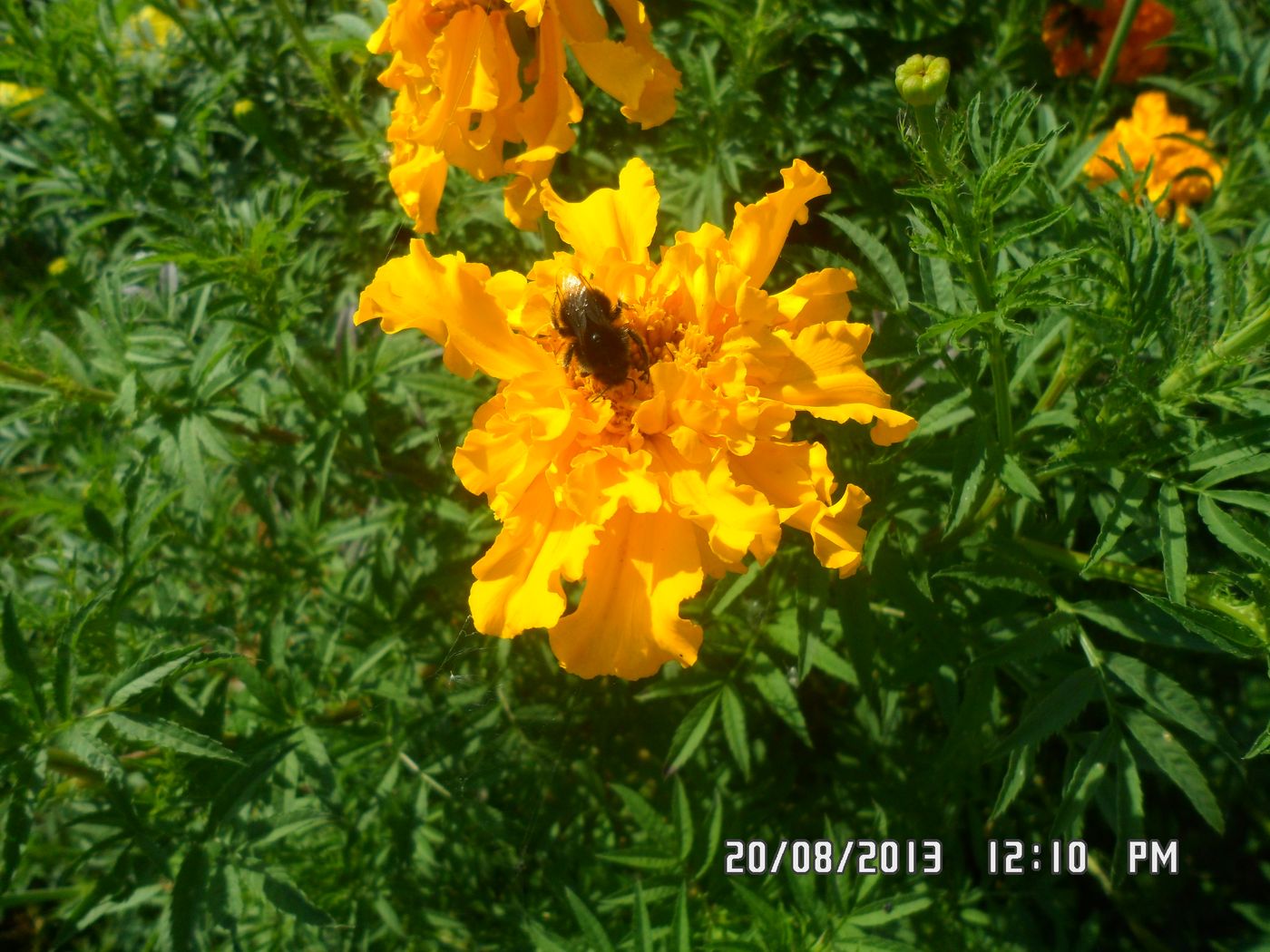 Image of Tagetes erecta specimen.