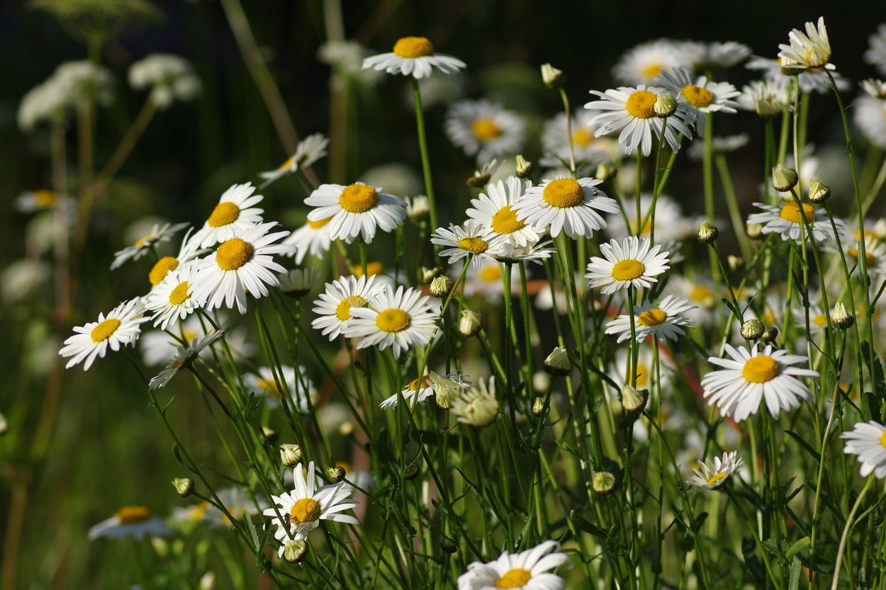 Image of Leucanthemum vulgare specimen.