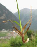 Carex panicea