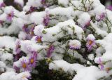 Symphyotrichum &times; versicolor