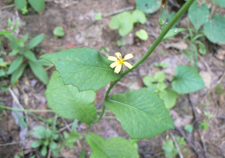 Image of Lactuca raddeana specimen.