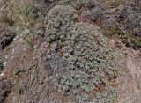 Onobrychis echidna. Цветущее растение. Таджикистан, Фанские горы, перевал Лаудан, ≈ 3600 м н.у.м., сухой склон. 04.08.2017.