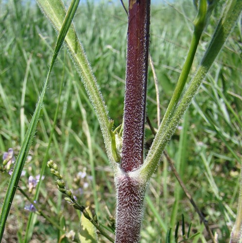 Изображение особи Silene chersonensis.