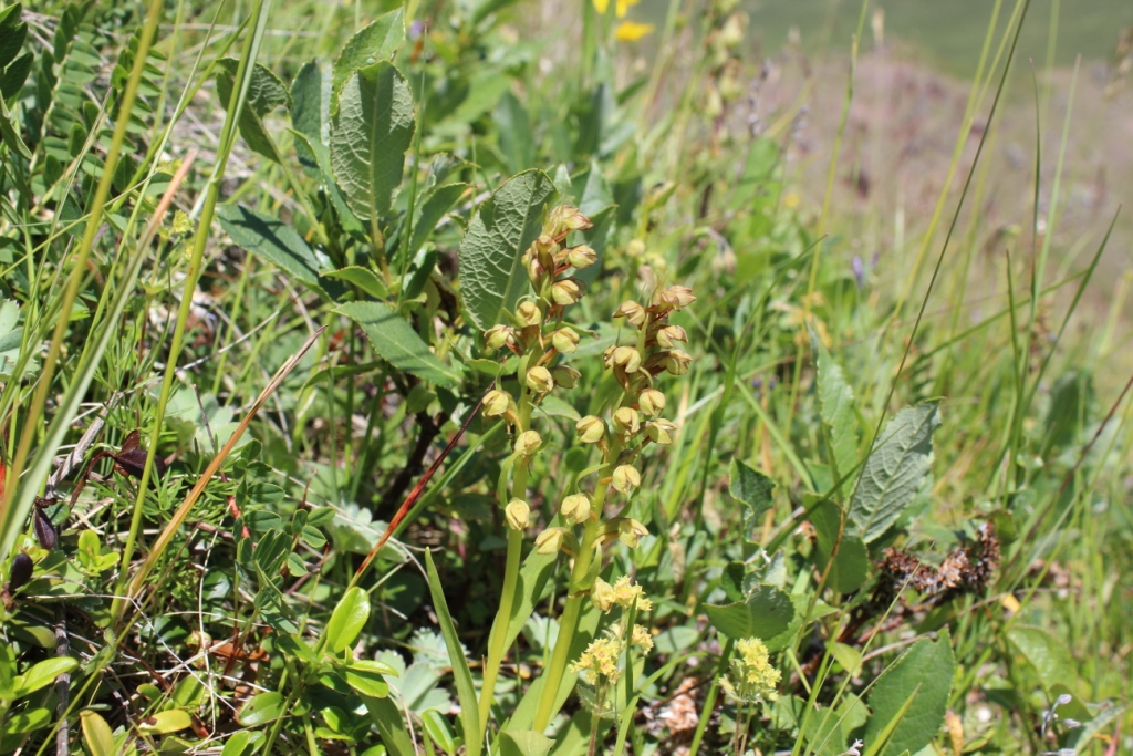 Image of Dactylorhiza viridis specimen.