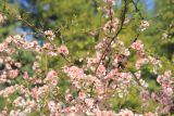 Chaenomeles speciosa
