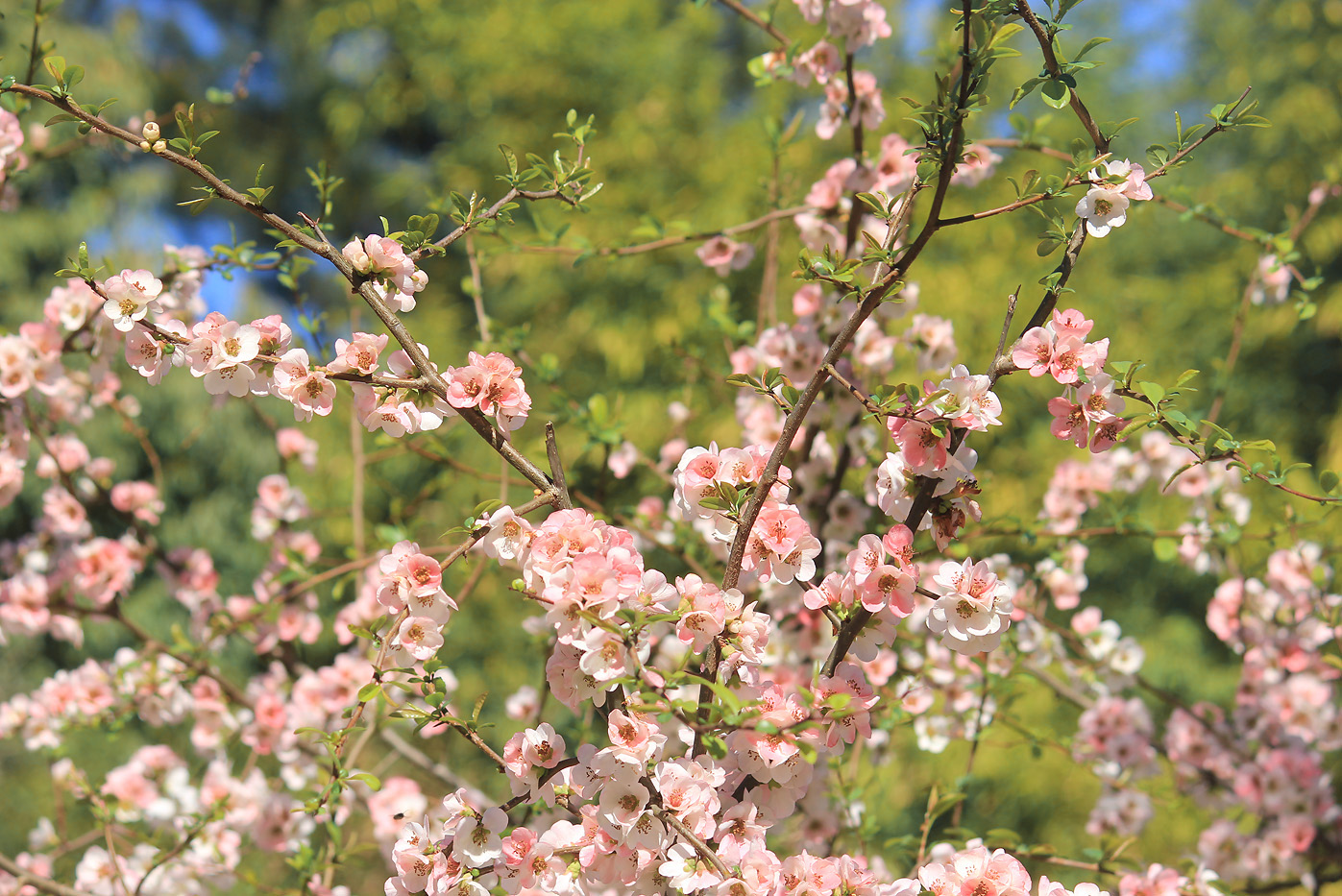 Image of Chaenomeles speciosa specimen.