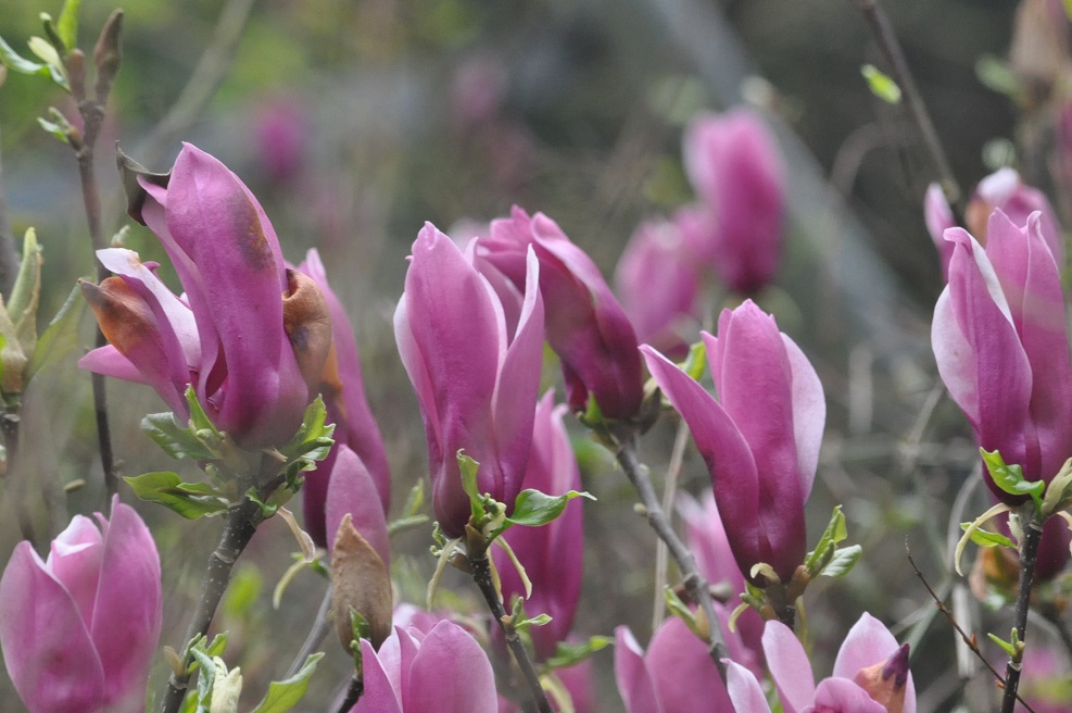 Image of genus Magnolia specimen.