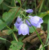 Adenophora triphylla. Соцветие. Сахалинская обл., о. Итуруп, побережье зал. Касатка, луг. 21.08.2017.