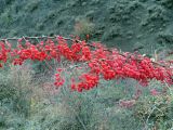 Berberis iberica