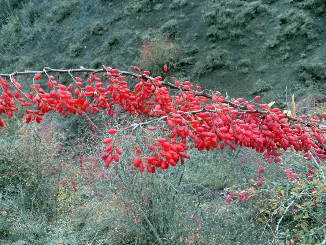 Image of Berberis iberica specimen.