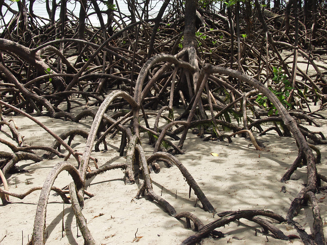 Image of genus Rhizophora specimen.