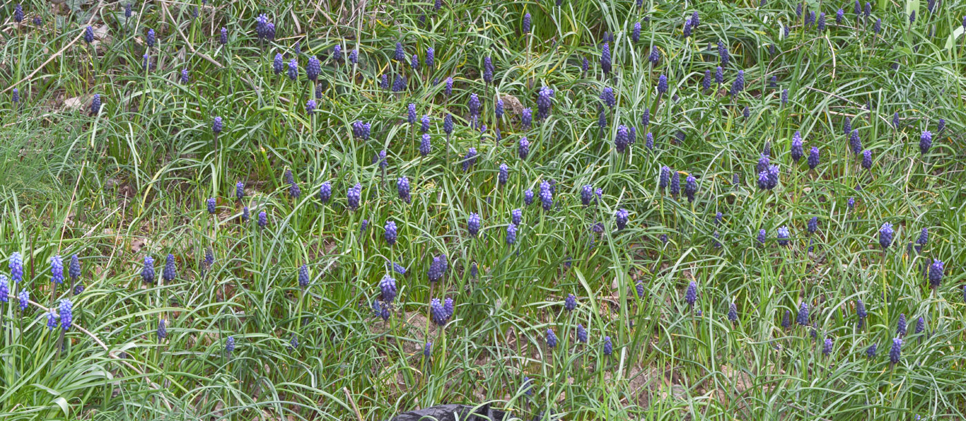 Image of Muscari leucostomum specimen.