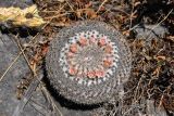 Mammillaria formosa