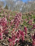 Petasites hybridus