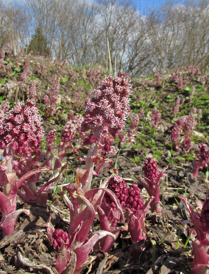 Изображение особи Petasites hybridus.