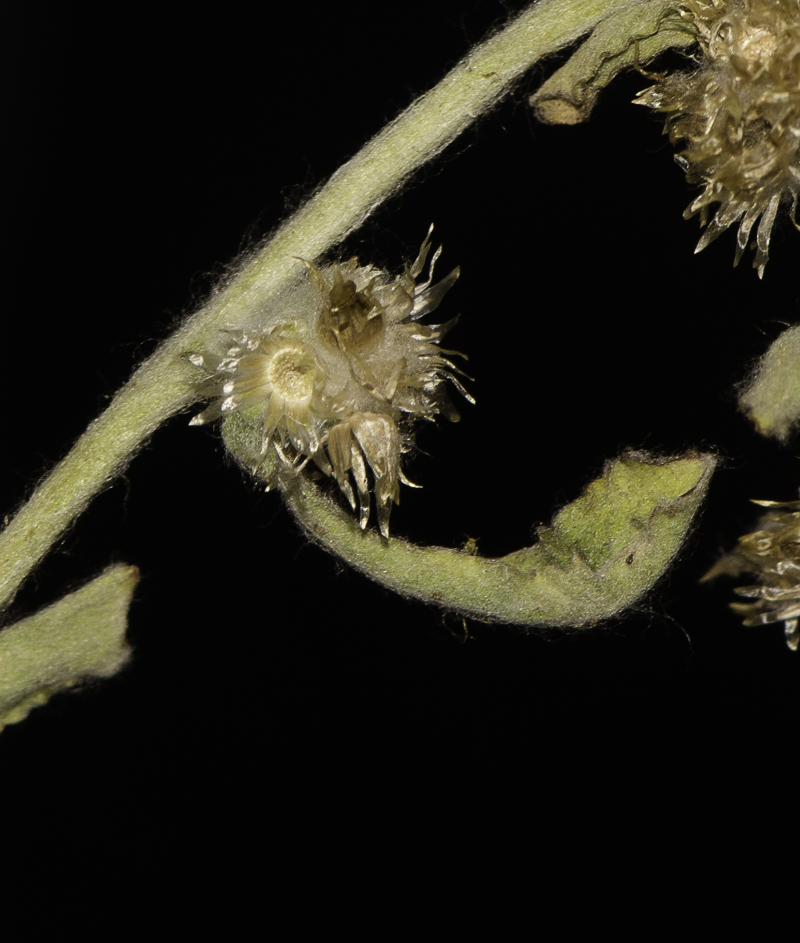 Image of Gamochaeta pensylvanica specimen.