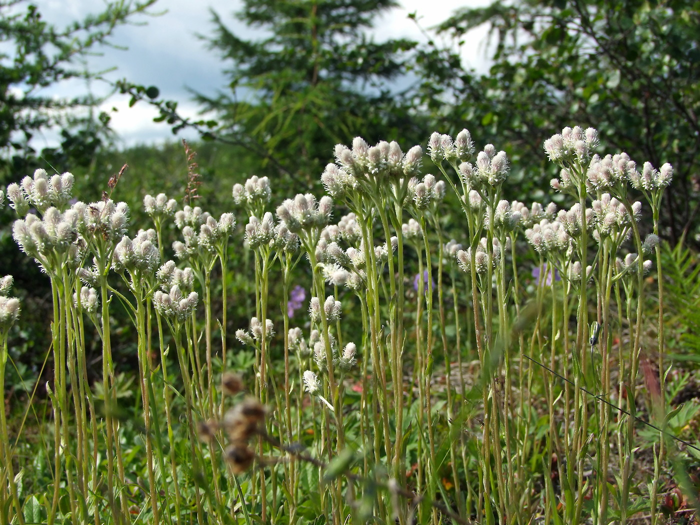 Изображение особи Antennaria dioica.