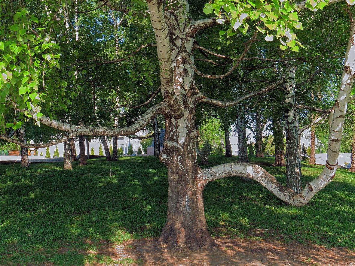 Image of Betula pendula specimen.